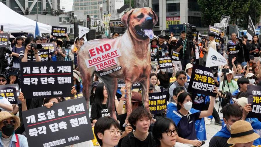 Corea del Sur aprueba prohibir el consumo de carne de perro a partir de 2027