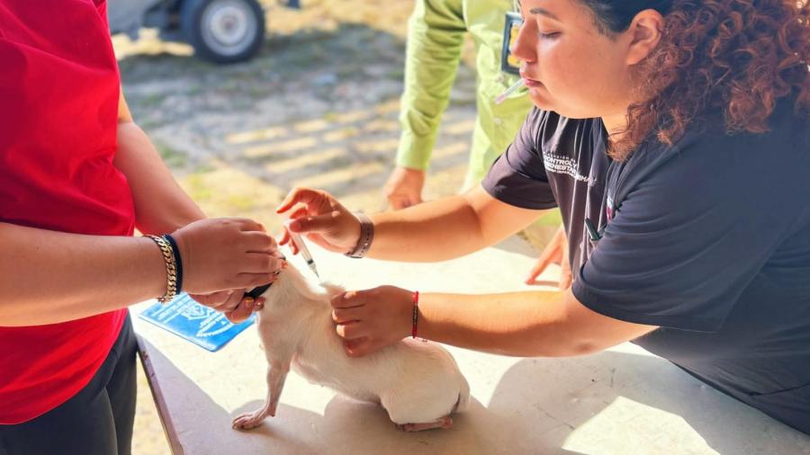 Celebró Gobierno de Reynosa fin de semana por las mascotas 