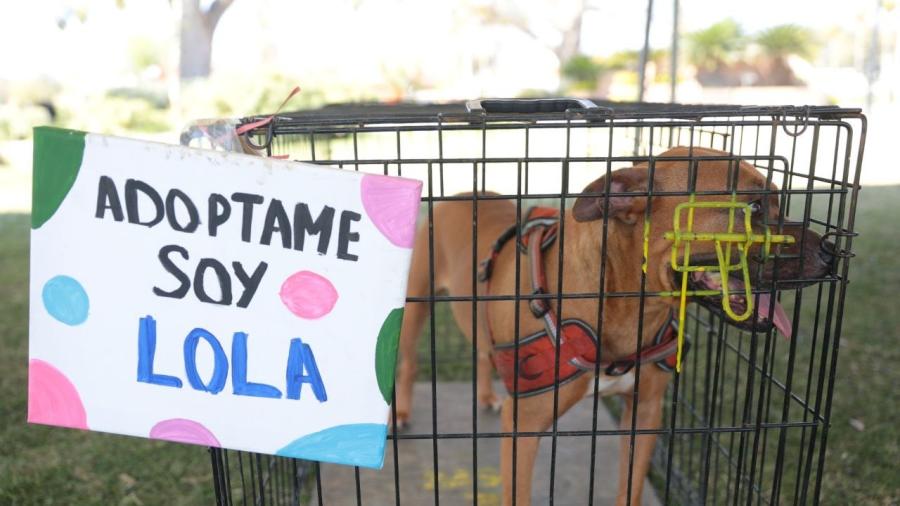 Responden ciudadanos a sexta feria de adopción canina y felina del Gobierno Municipal 