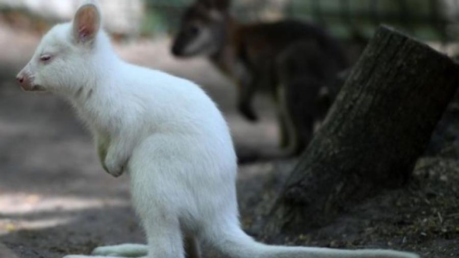 Nace canguro albino en zoológico de Rusia