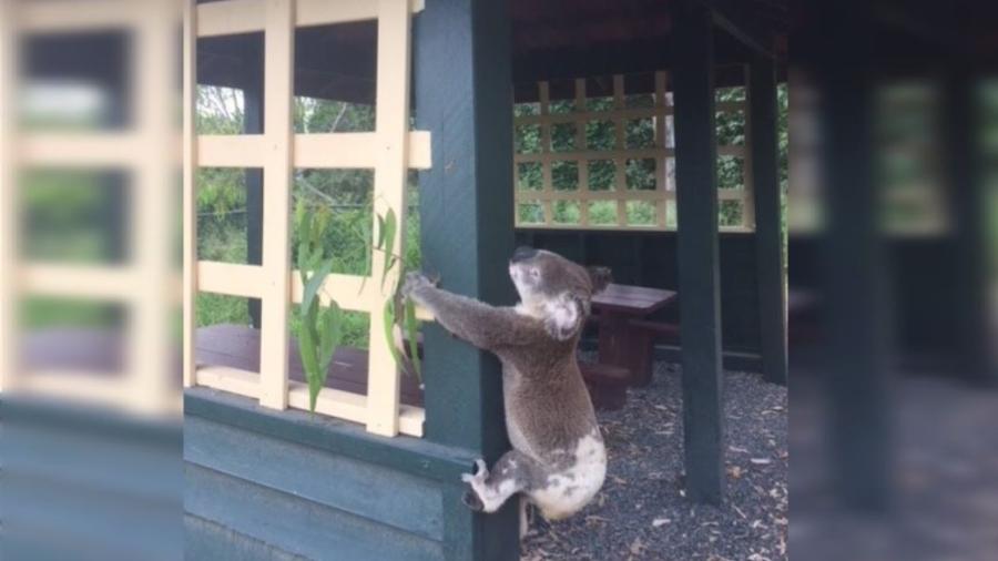 Investigan muerte de Koala atornillado a un poste