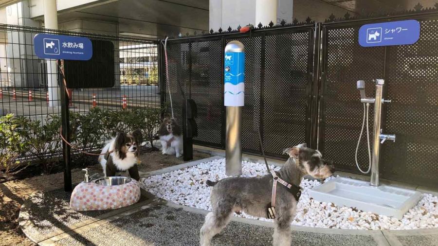 Abren baños para perros viajeros en aeropuerto de Japón