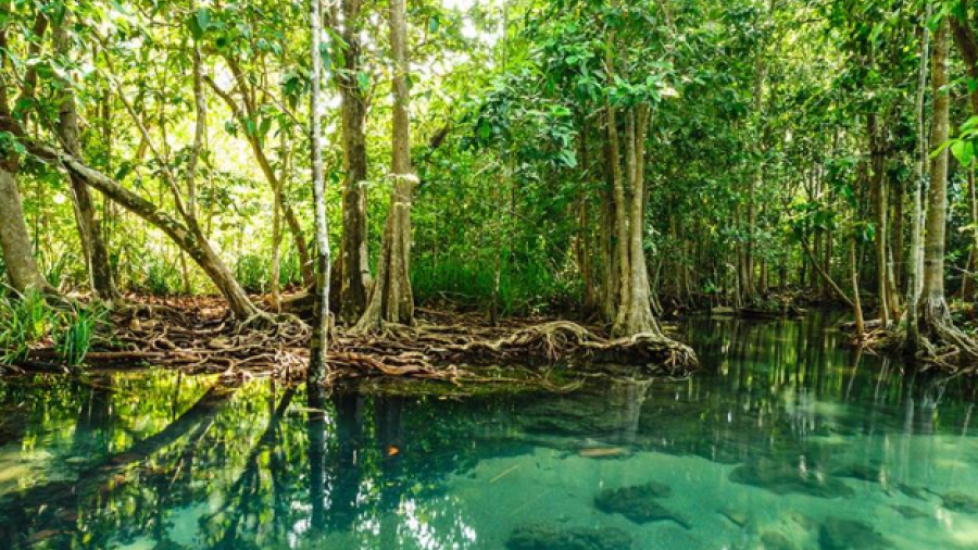 Planeta ha perdido un tercio de sus manglares, alertan científicos 