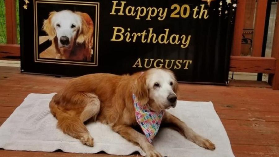 August, la perrita golden retriever más vieja de la historia