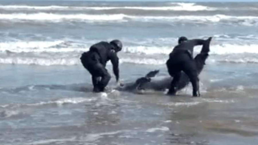 Rescatan a delfín varado en playa de Matamoros
