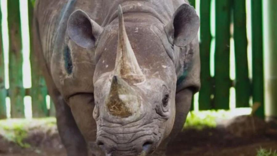 Murió el rinoceronte más longevo del mundo