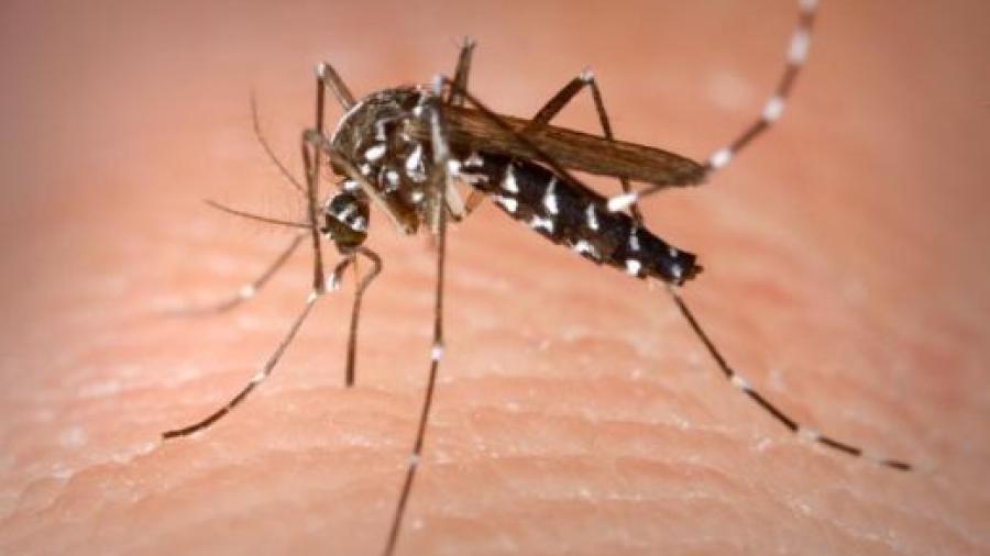 Serotipo 3 principal causante de dengue en Reynosa
