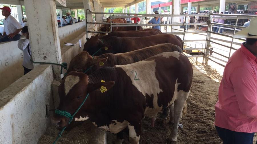 Será mejorada la producción ganadera en el campo de Tamaulipas