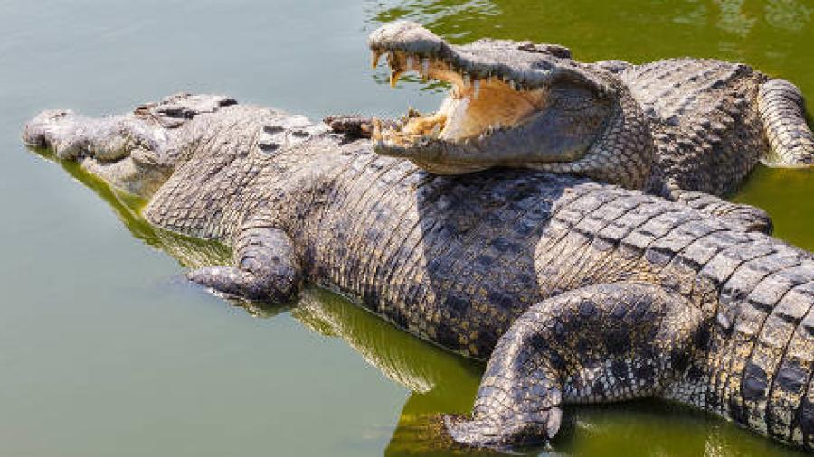 Pescador es atacado por cocodrilo en una laguna