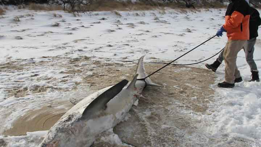 Tiburones mueren congelados en EU por frío
