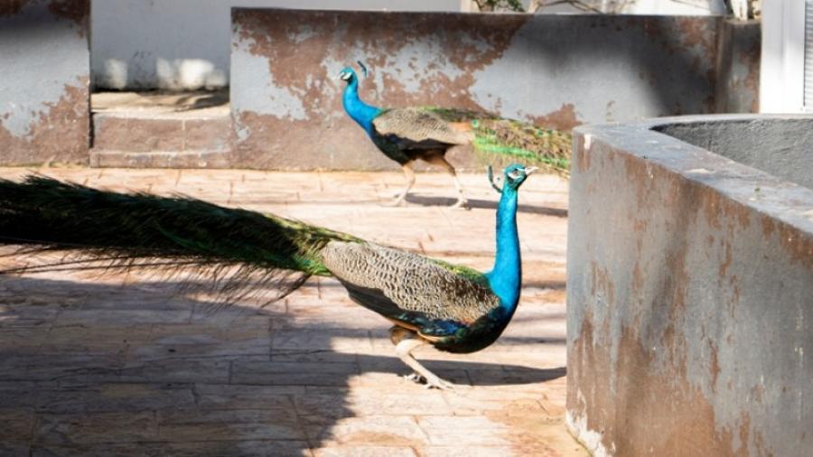 Dos pavorreales azules "aterrizan” en el aviario del Parque Bicentenario de Madero 