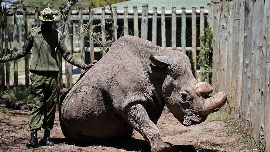 Muere el último macho rinoceronte blanco del norte