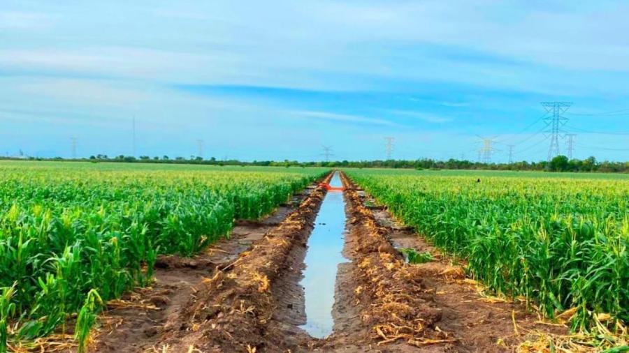 Aplican primer riego de auxilio a los cultivos de sorgo, maíz y algodón