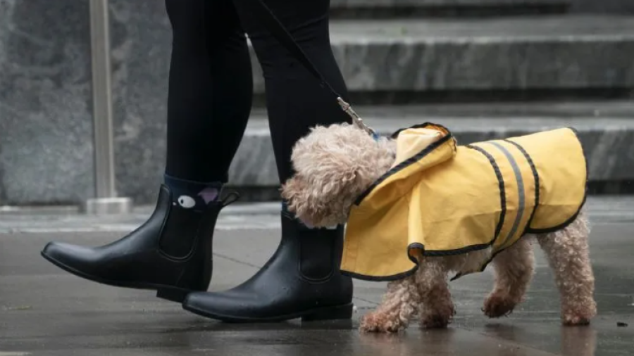 Plantea Corea del Sur prohibir el consumo de la carne de perro 