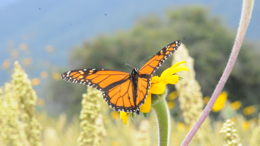 Promueve Gobierno de Tamaulipas áreas de alimentación de mariposa monarca