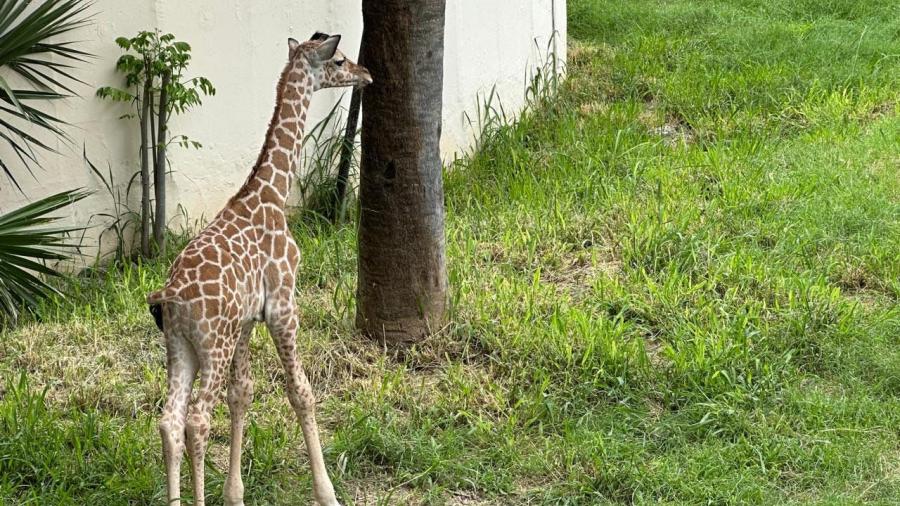 Convocan a elegir nombre para jirafa macho del Zoológico Tamatán