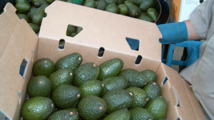 Rechaza EU cargamento de aguacates mexicanos