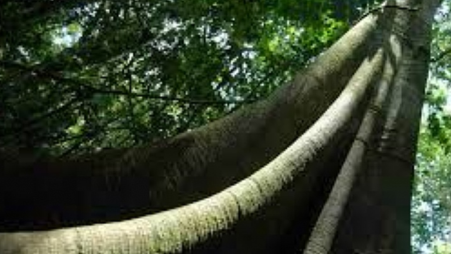 El “árbol más grande” del Amazonas, fuera del peligro de los incendios