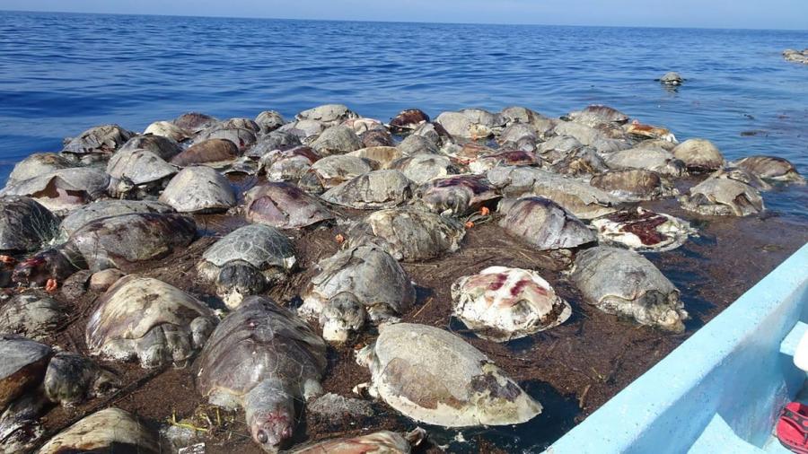 Aparecen más de 300 tortugas muertas en las costas de México