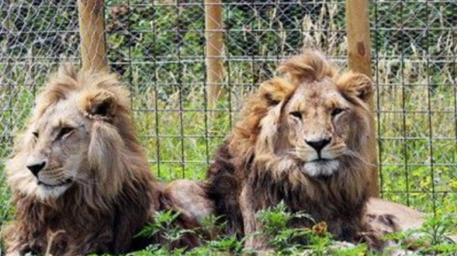 Cuatro leones de un zoológico de Barcelona se contagian de Covid-19