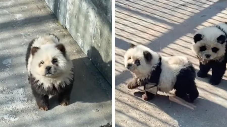 Zoológico de China hace pasar a perritos ¡por pandas gigantes!