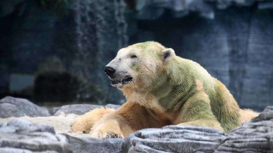 Eutanasian a Inuka, único oso polar nacido en el trópico