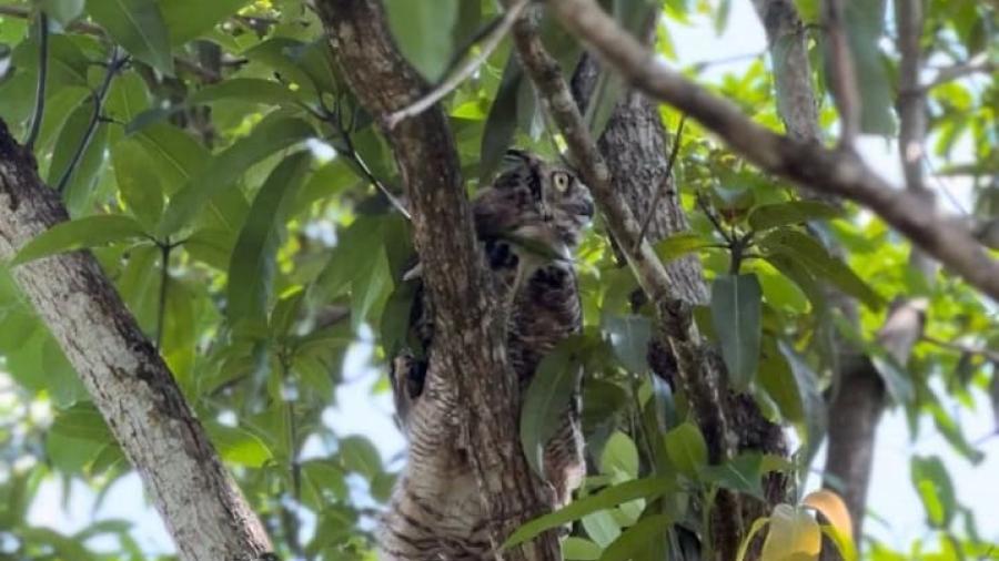 Devuelve Comisión de Parques fauna silvestre a la naturaleza