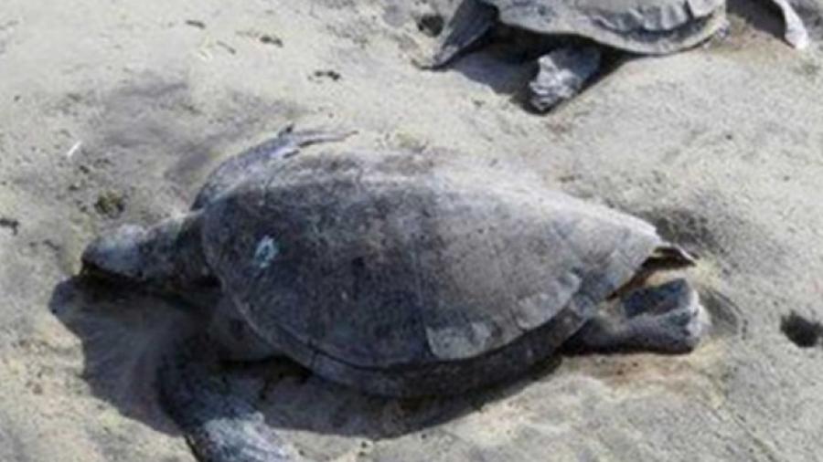 Encuentran 10 tortugas muertas en Tecpan, Guerrero