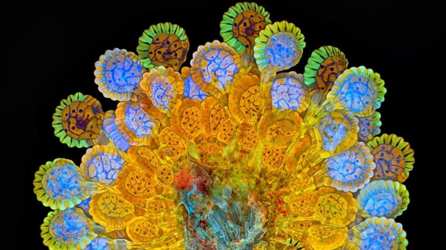 Estas microscópicas imágenes te sorprenderán