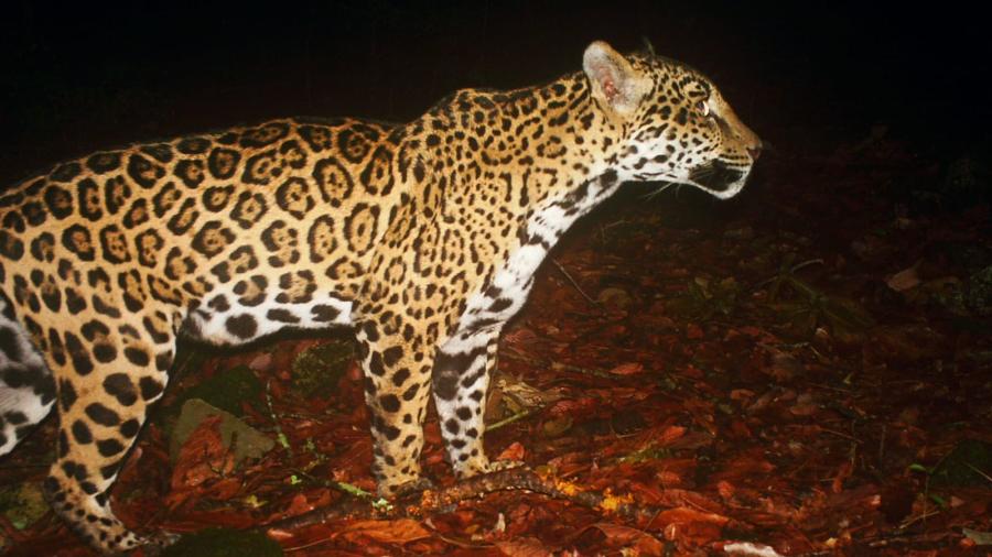 Estudia UAT poblaciones de jaguar en corredor biológico tamaulipeco