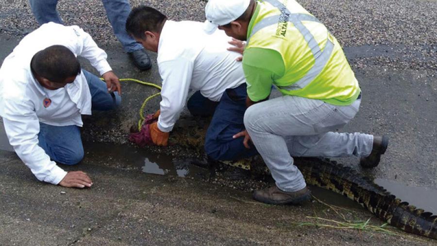 Capturan un cocodrilo en Altamira