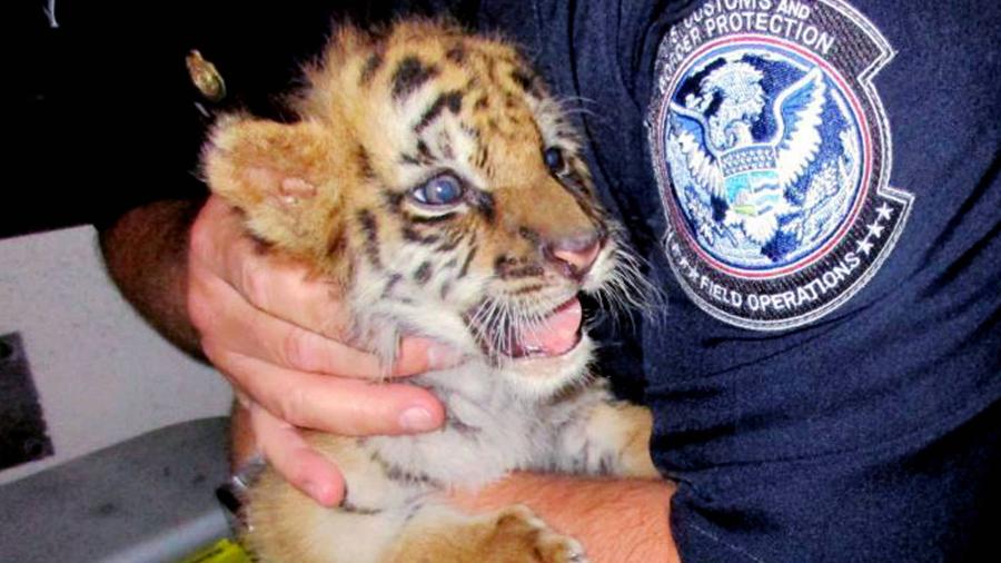 Condenan a joven por intentar cruzar la frontera con tigre de Bengala