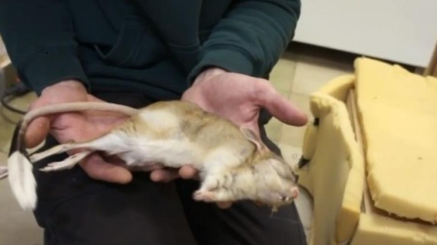 Animales duermen dura te el invierno en refrigeradores