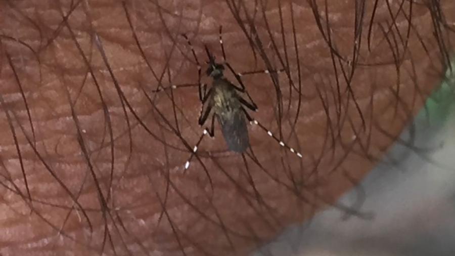 Salud atenta para evitar brotes de dengue