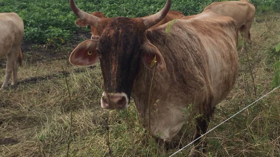 SAGARPA trabaja en los apoyos a sectores agrícola para el presente siglo.