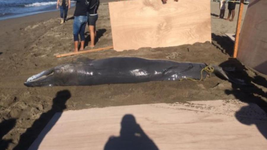 Hallan a dos crías de ballena en costa de Puerto Vallarta