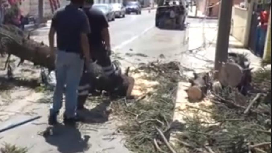 Se registra la caída de árbol por las rachas de viento en Madero