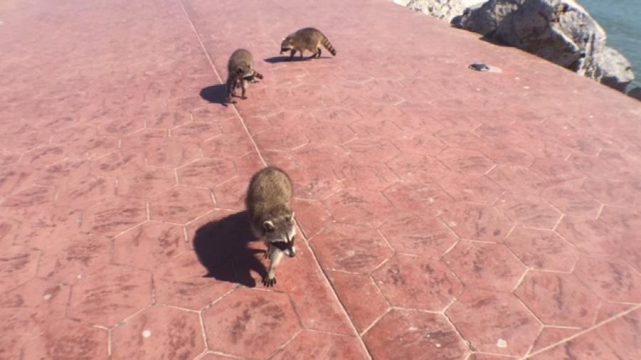 Retoman proyecto de sacar a los mapaches de la escollera de playa Miramar