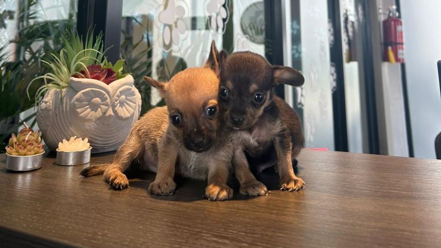 Ofrece Gobierno de Carlos Peña Ortiz servicios médicos del Hospital Veterinario Municipal 