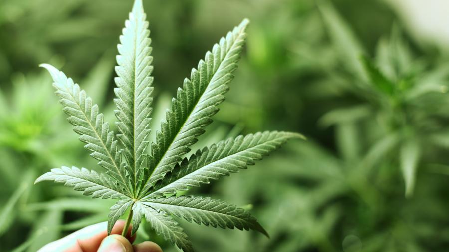Costa Rica da luz verde al cannabis medicinal