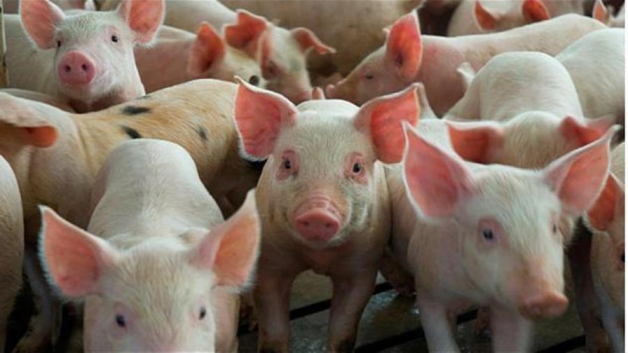 Sacrifican a mil 500 cerdos ante un posible brote de peste porcina