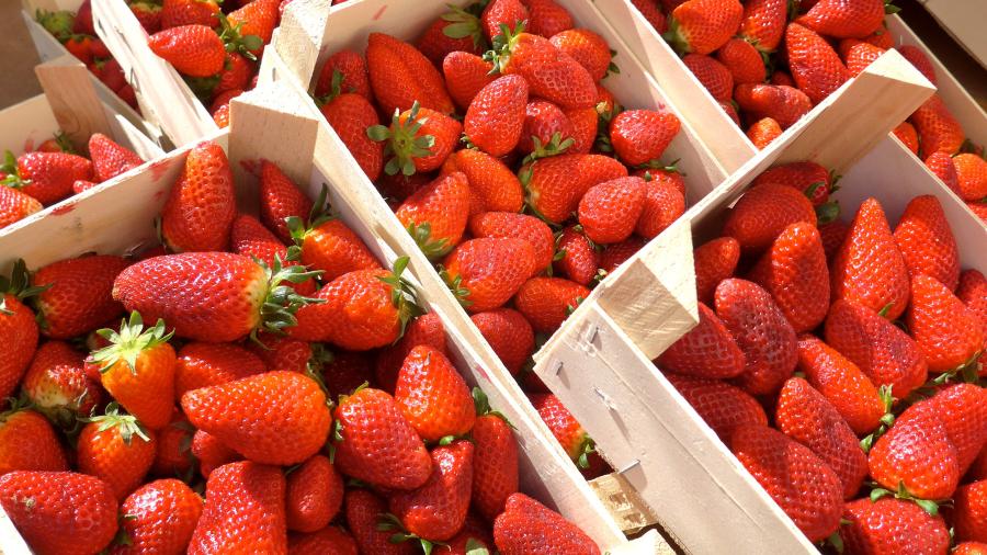  España detecta fresas marroquíes con hepatitis A 