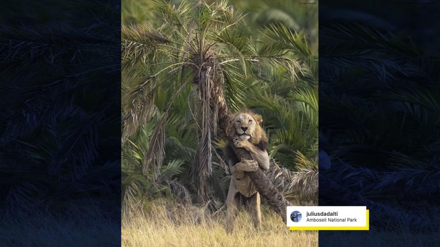 Captan el momento en que un león abraza un árbol en Kenia