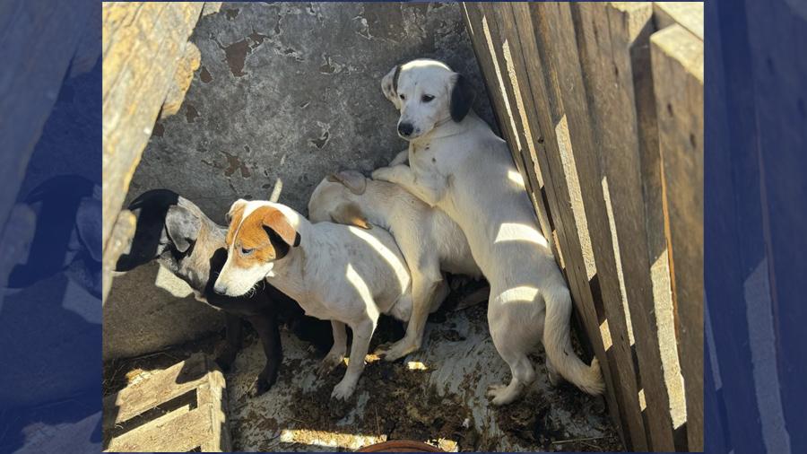 Aumentan multas por maltrato animal en Nuevo Laredo