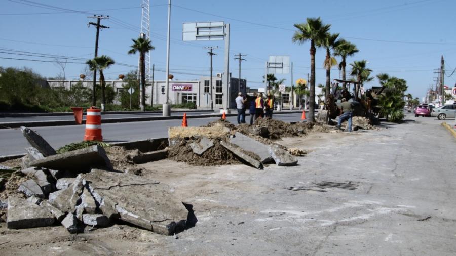 Retiran palmas de camellones en avenida Lauro Villar
