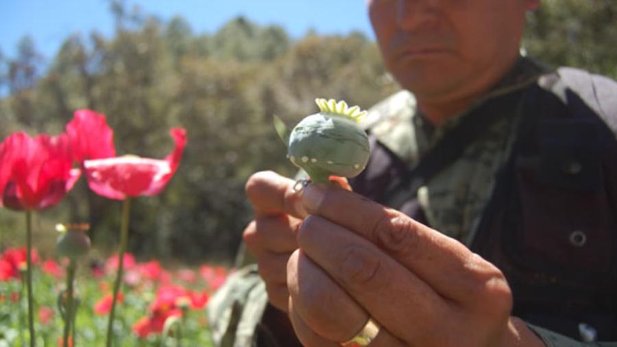 EU ofrece apoyo a México para erradicar la amapola