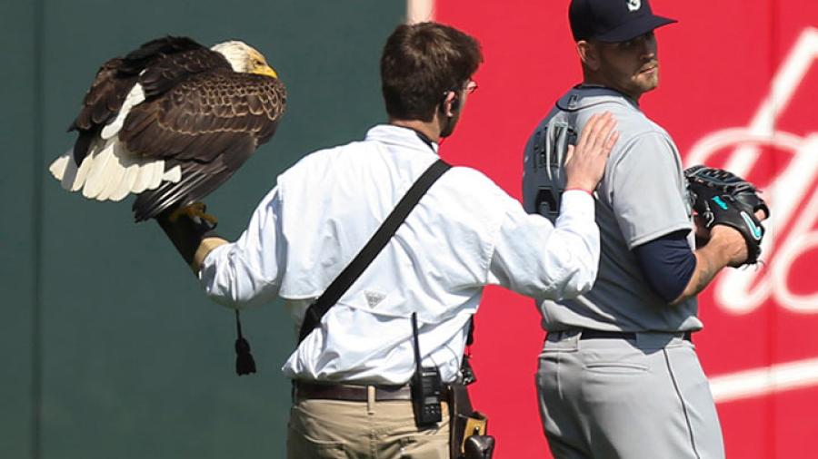 Águila aterriza en hombro de beisbolista 