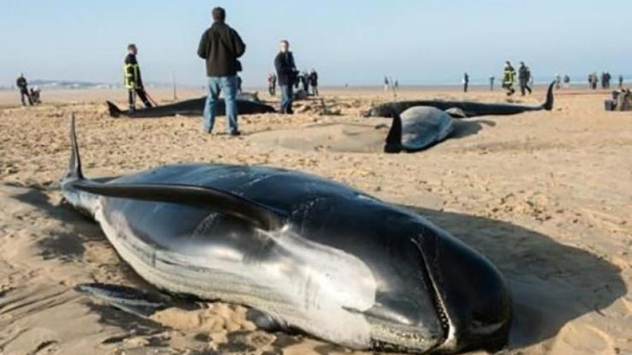 Encuentran ballenas muertas en playa de Indonesia