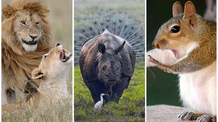 Las fotos más cómicas de la naturaleza