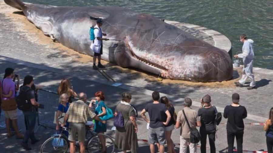 Queda varada `ballena´ en río Sena de París